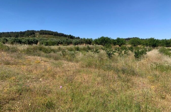 Corbera d’Ebre – 1.3 hectare almond grove
