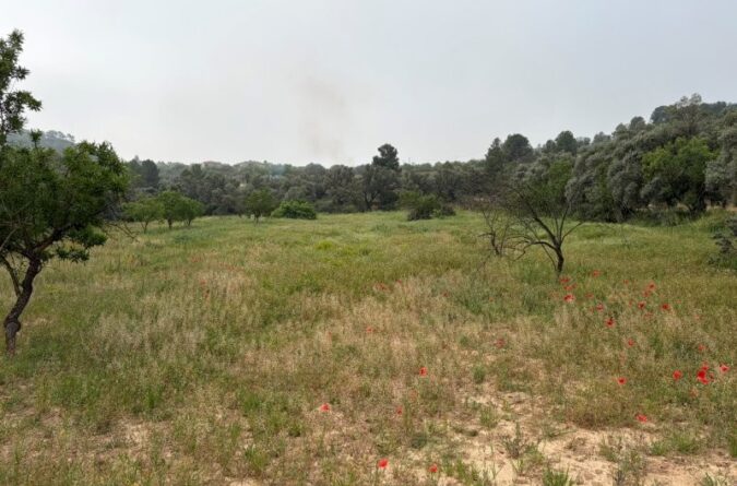 Asco – Half hectare level rustic land