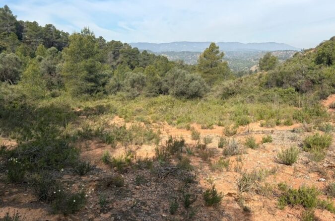 Asco – 3 hectares of rustic land